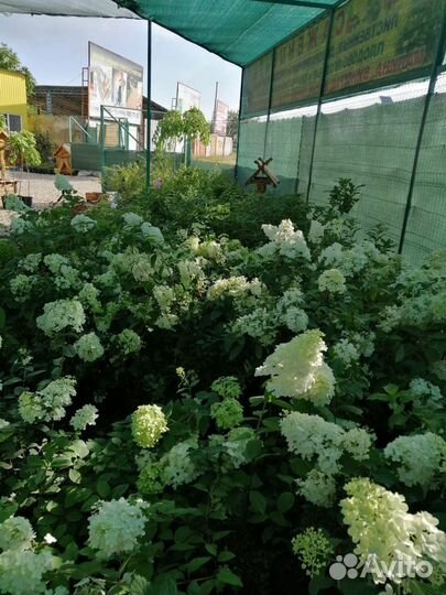 Саженцы декоративных, лиственных, плодовых и т.д