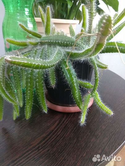 Гелоцереус