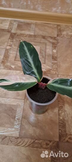 Строманта триколор