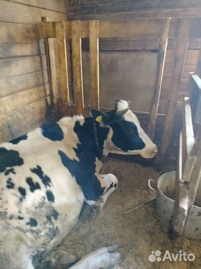 Корова голштинской породы