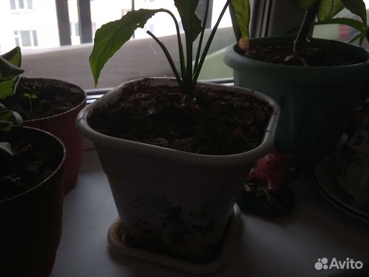 Спатифиллум, (Женское счастье)