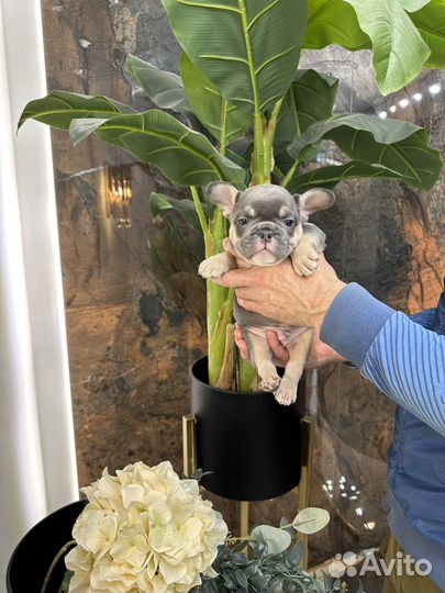 Французский бульдог щенок мальчик