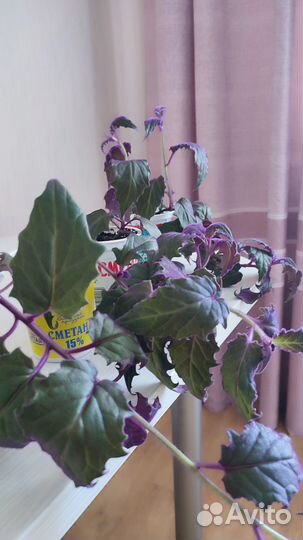 Продам цветы комнатные