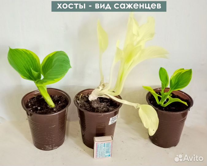 Хосты Гортензии Гейхеры в горшках Цены от