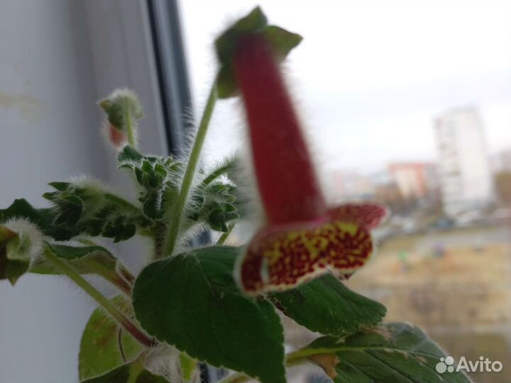 Алоэ, бальзамин, герань, папоротник, амарилис