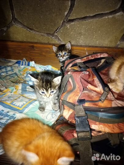 Гроза мышей