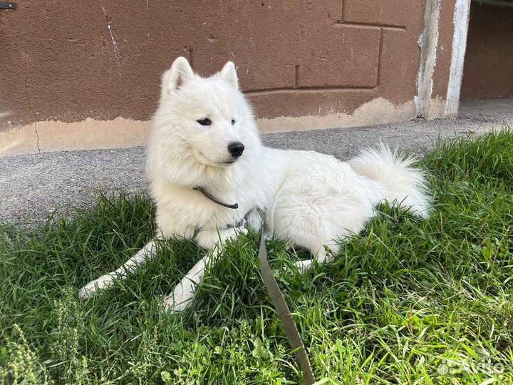 Самоед (кабель) для вязки