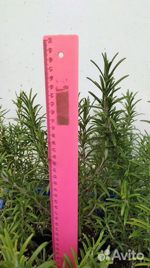 Розмарин саженцы
