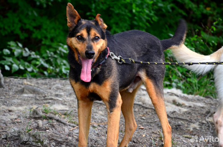 Собака в добрые руки