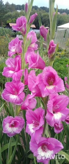 Цветы. Гладиолусы для букетов(срезка)