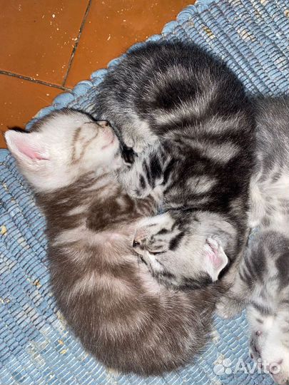 Шотландские котята