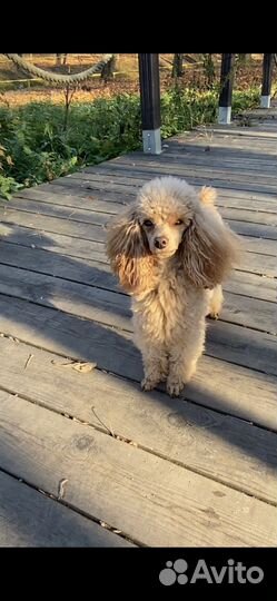 Вязка пуделя