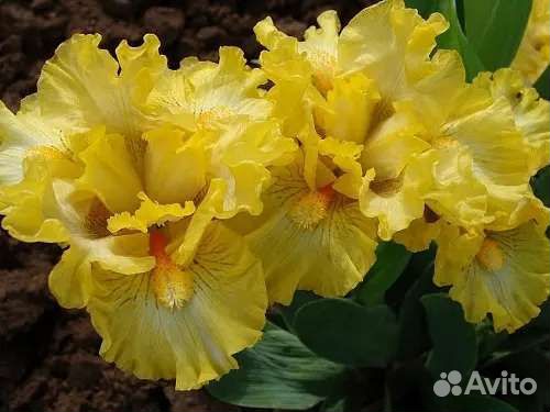 Карликовые ирисы