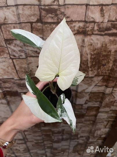 Сингониум империал уайт, фикус букле