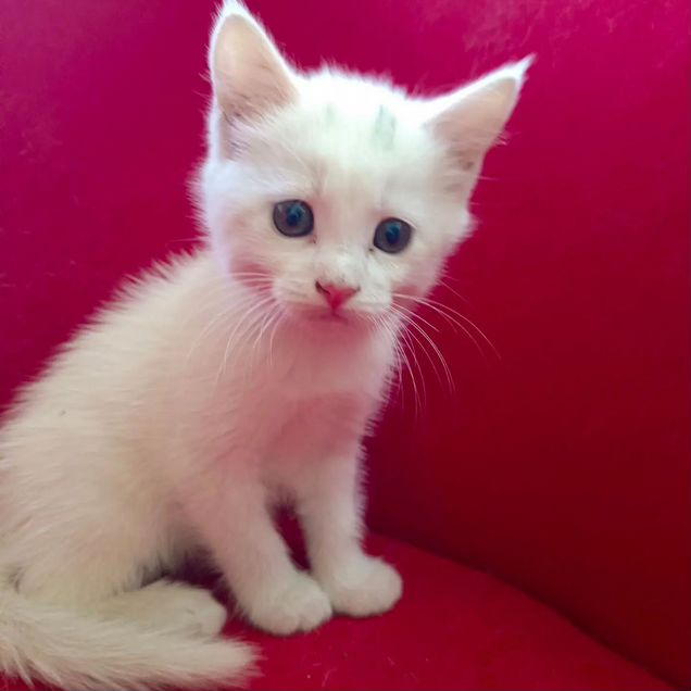 Мейн-кун котёнок