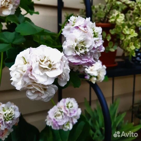 Герань пеларгония, крассула, эписция