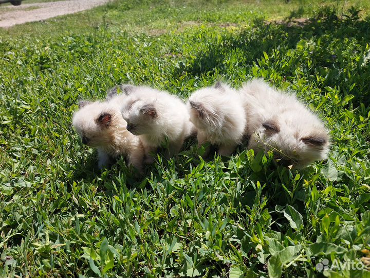 Невская маскарадная