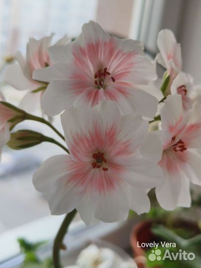 Пеларгонии сортовые