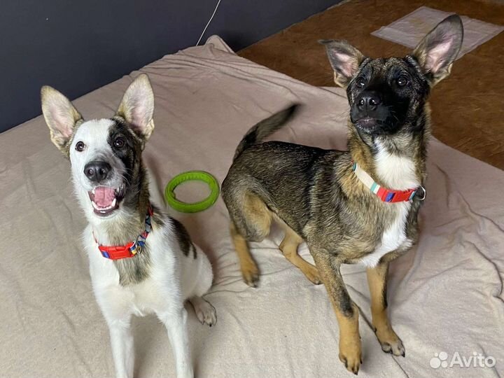 Собачки - Компаньоны