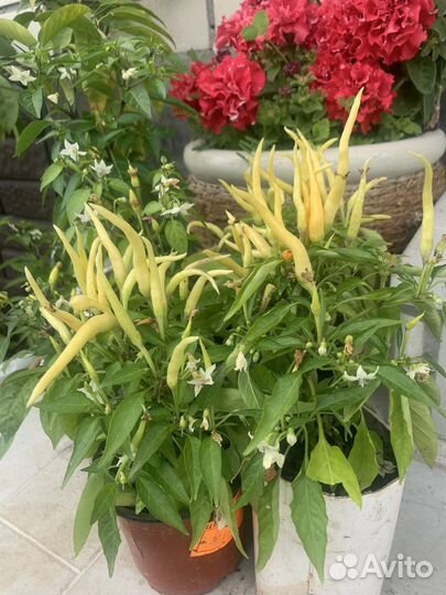 Перец декоративный,острый