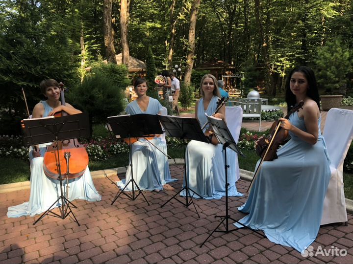 Скрипка, квартет, музыканты на праздник