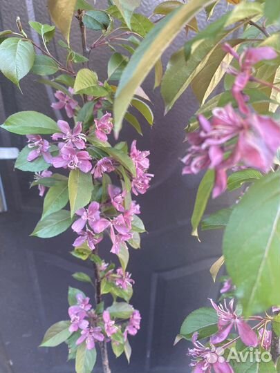 Яблоня Роялти