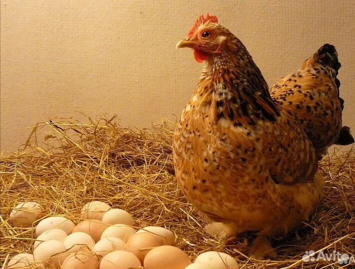 Инкубационное Яйцо перепелов и кур и Гусыное