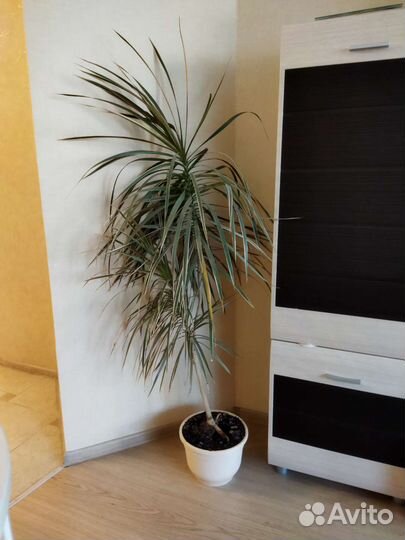 Пальма драцена