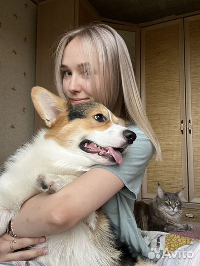 Помощник грумера