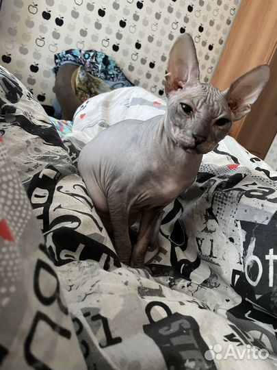 Сфинкс котёнок