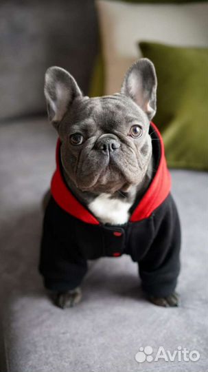Одежда для собаки