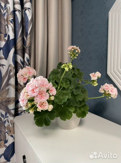 Пеларгония Ириол Eternite