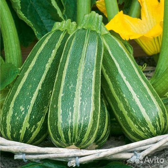 Экологически чистые кабачки, цукини, тыквочки