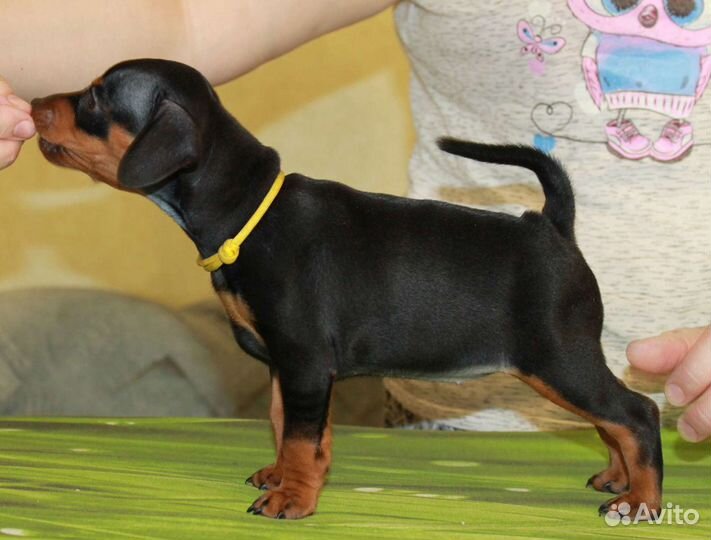 Щенки цвергпинчера