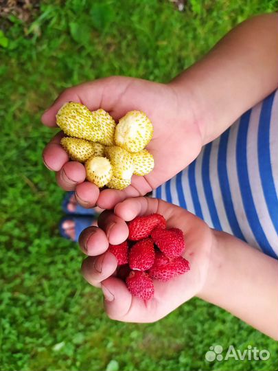 Саженцы земляника ремонтантная