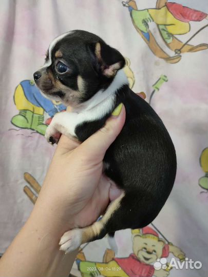 Чихуахуа мальчик красавчик