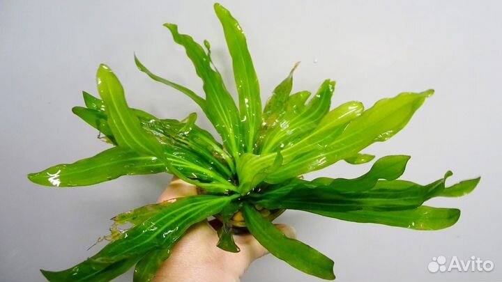 Аквариумные растения, отправлю в регионы