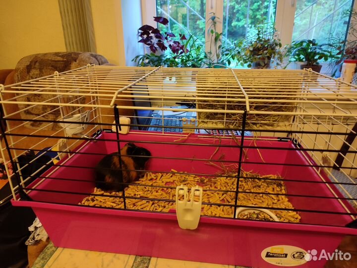 Морская свинка с клеткой