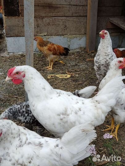 Молодые петушки кучинская юбилейная и пушкинская