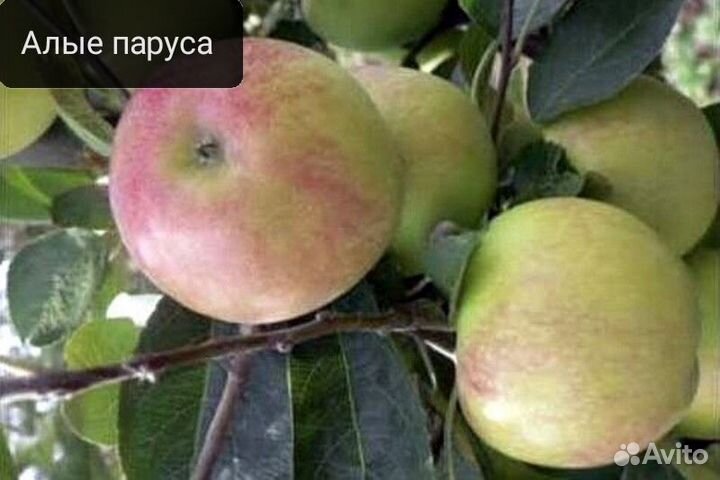 Саженцы яблонь