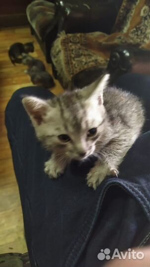 Котята в добрые руки бесплатно