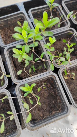 Рассада цветов