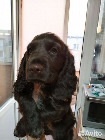Щенки русского охотничего спаниеля