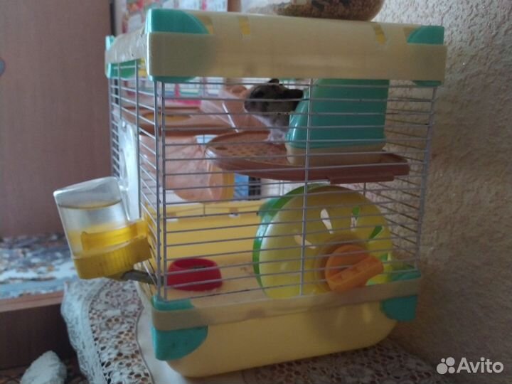 Хомяк с клеткой