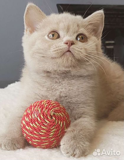 Породные британские котята редких окрасов