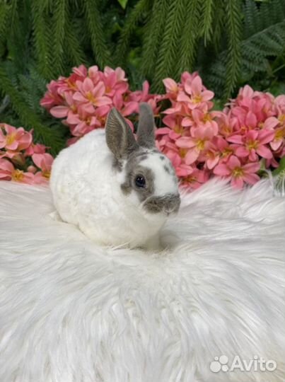 Рекс карликовый