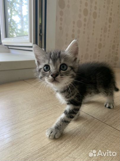 Отдам котят в хорошие руки