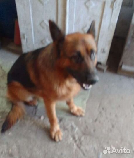 Собака Немецкая Овчарка в добрые руки