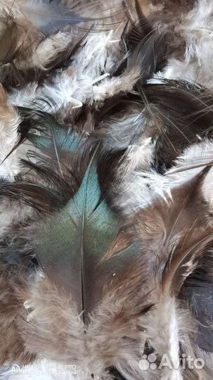 Перья для творчества