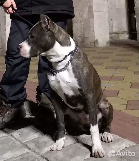 Щенки стаффорда